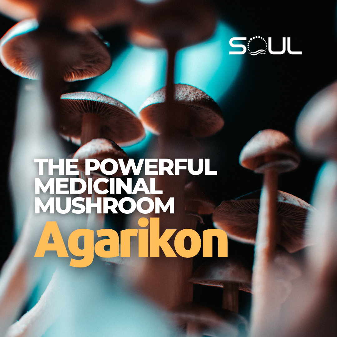 The Power of Agarikon: Understanding the Health Benefits of Fomitopsis Officinalis