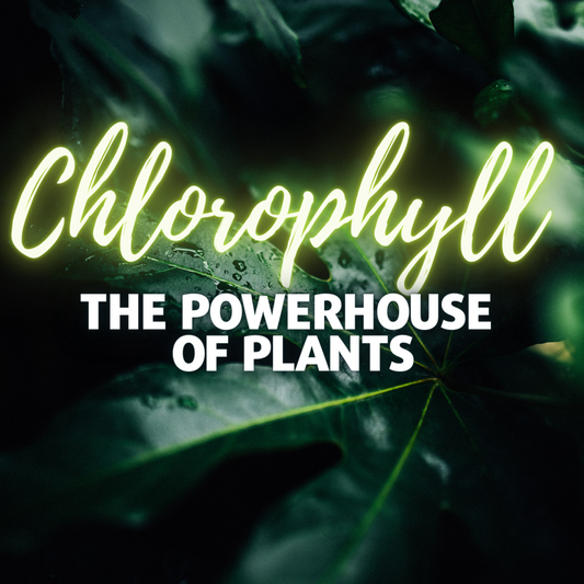 The Lifeblood of Plants: Harnessing the Power of Chlorophyll for Health