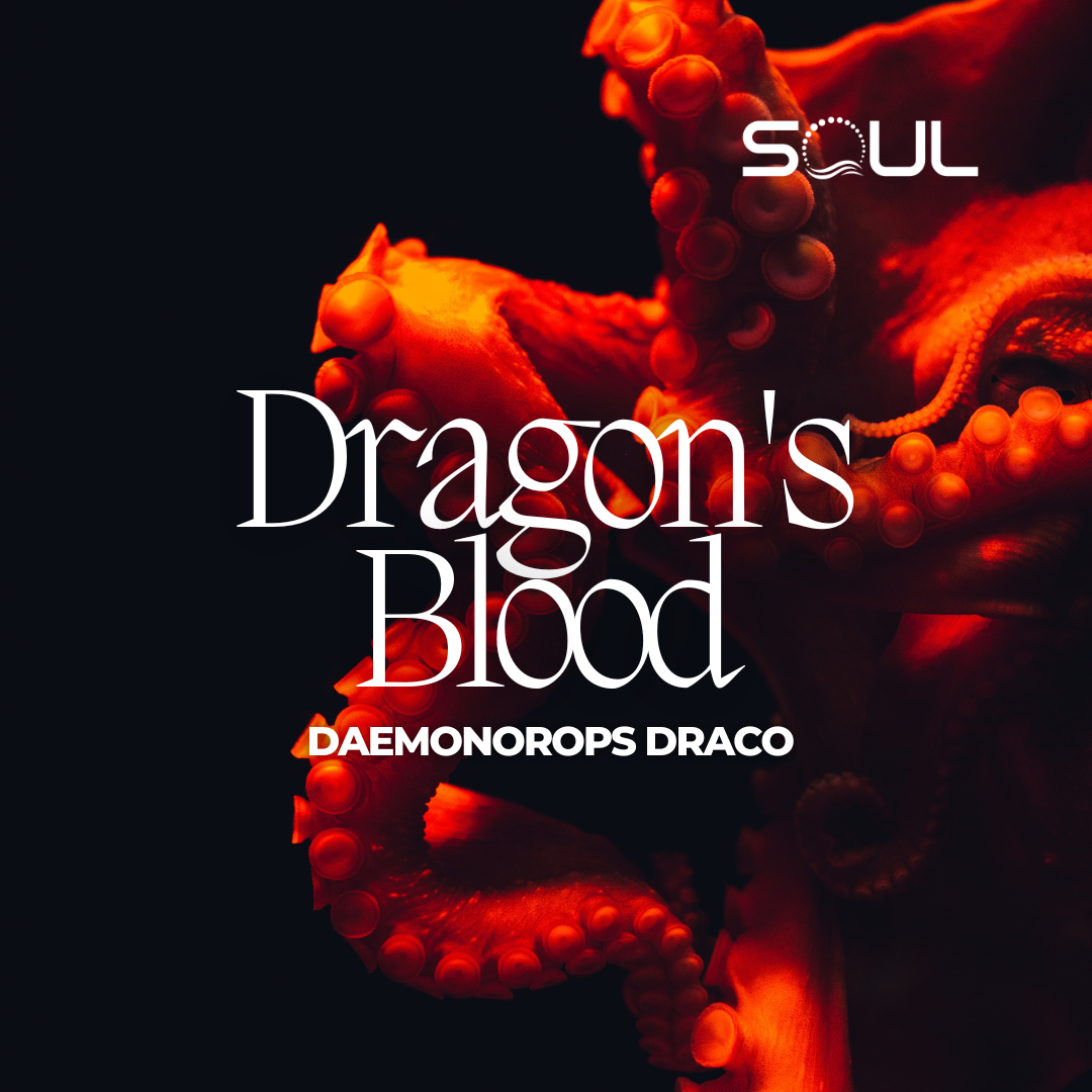 Daemonorops Draco: The Hidden Power of Dragon’s Blood Unleashed