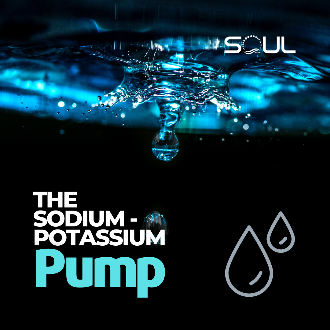 The Silent Architect of Cellular Life: The Sodium-Potassium Pump