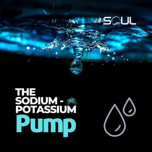 The Silent Architect of Cellular Life: The Sodium-Potassium Pump