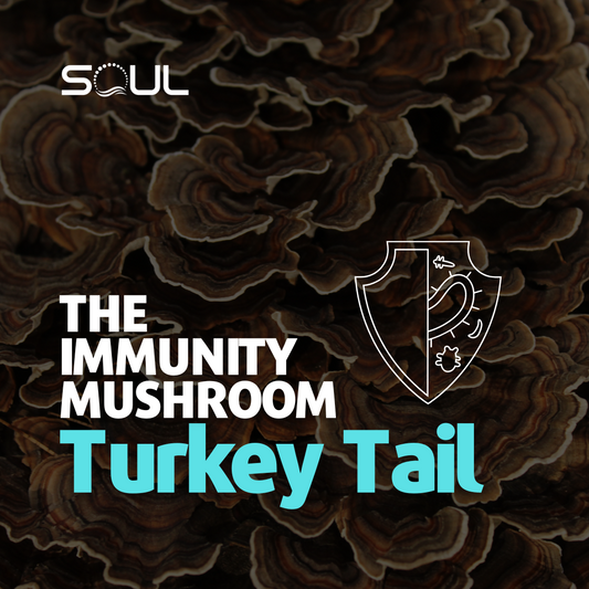 The Timeless Power of Turkey Tail Mushrooms: A Masterpiece of Nature’s Pharmacy