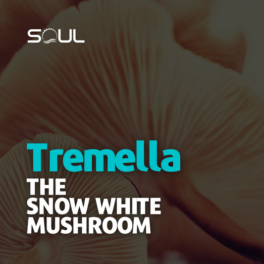 Fungus: The Hidden Beauty in Tremella fuciformis