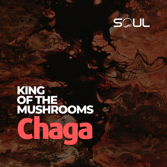 Chaga Mushrooms: Nature’s Tinder and Immune Dynamo