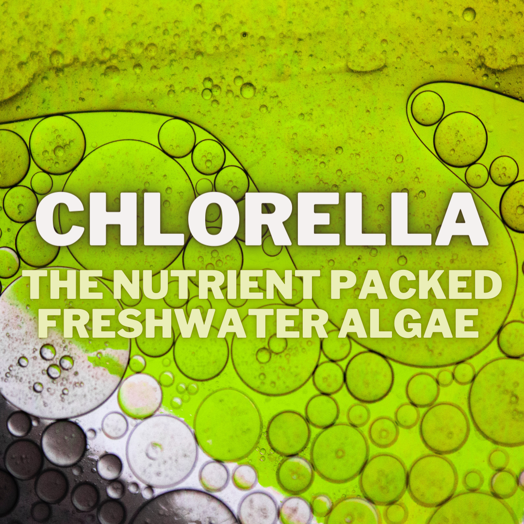 Chlorella: An In-Depth Scientific Breakdown of a Nutritious Algae