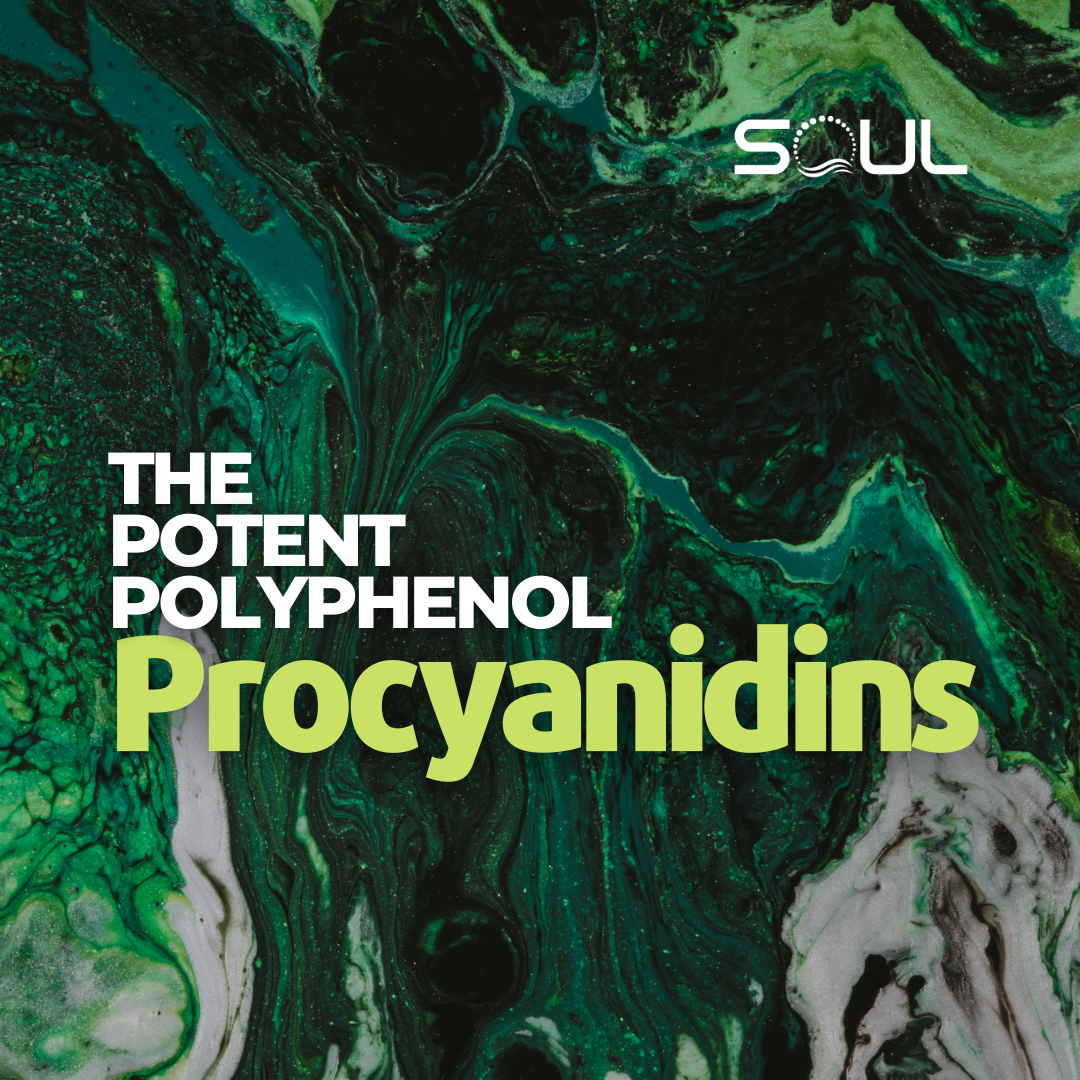 Exploring the Powerful Antioxidant Properties of Galloylated Procyanidins