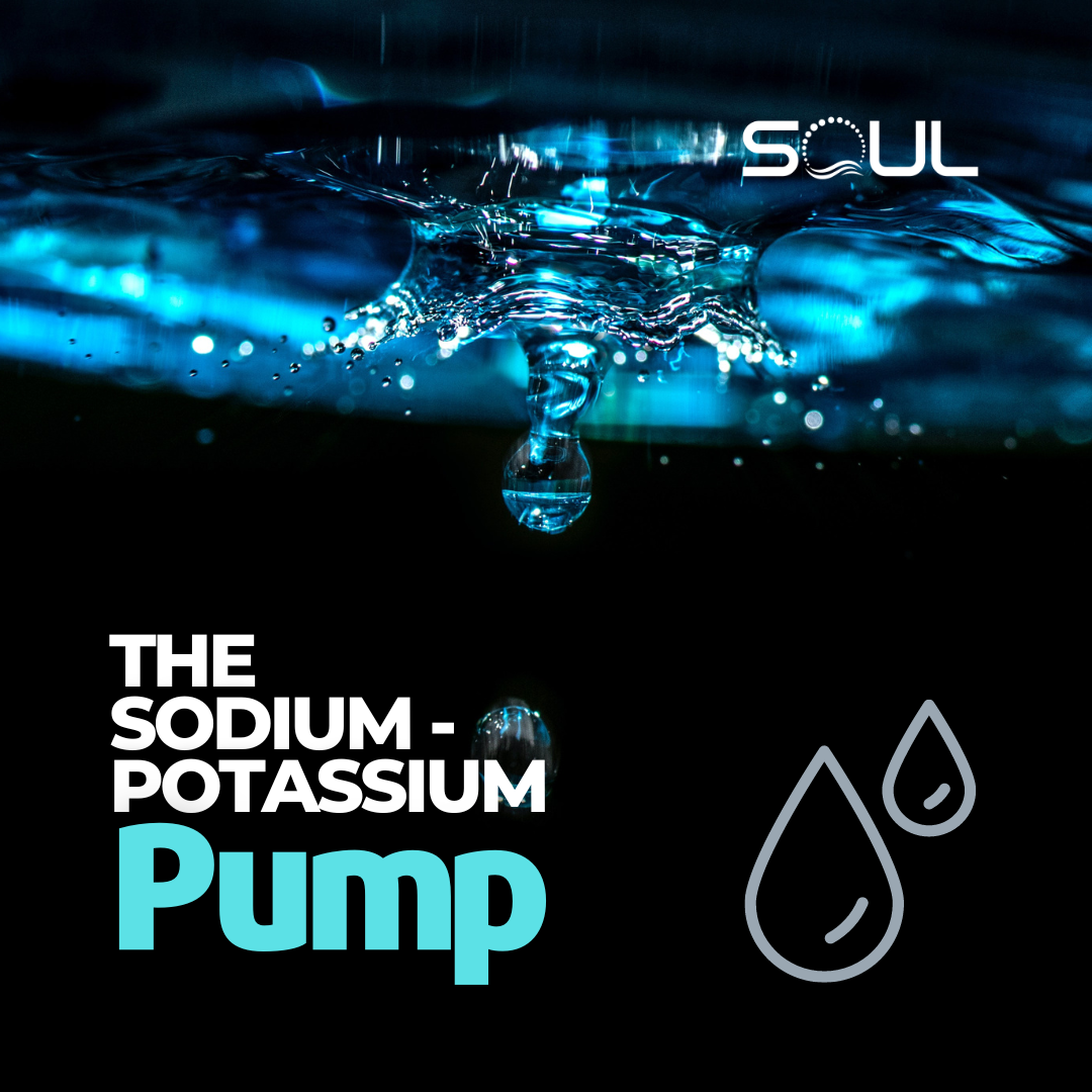 The Sodium-Potassium Pump