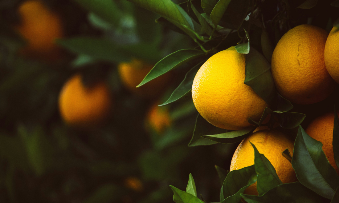 Fiber Is the Next Protein