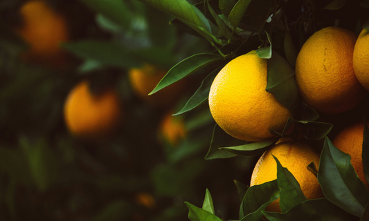 Fiber Is the Next Protein